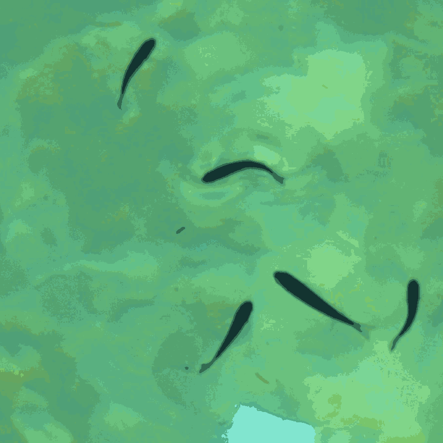 poissons 2