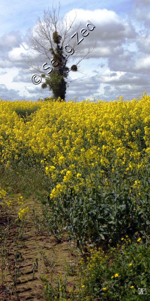 Un arbre est sec